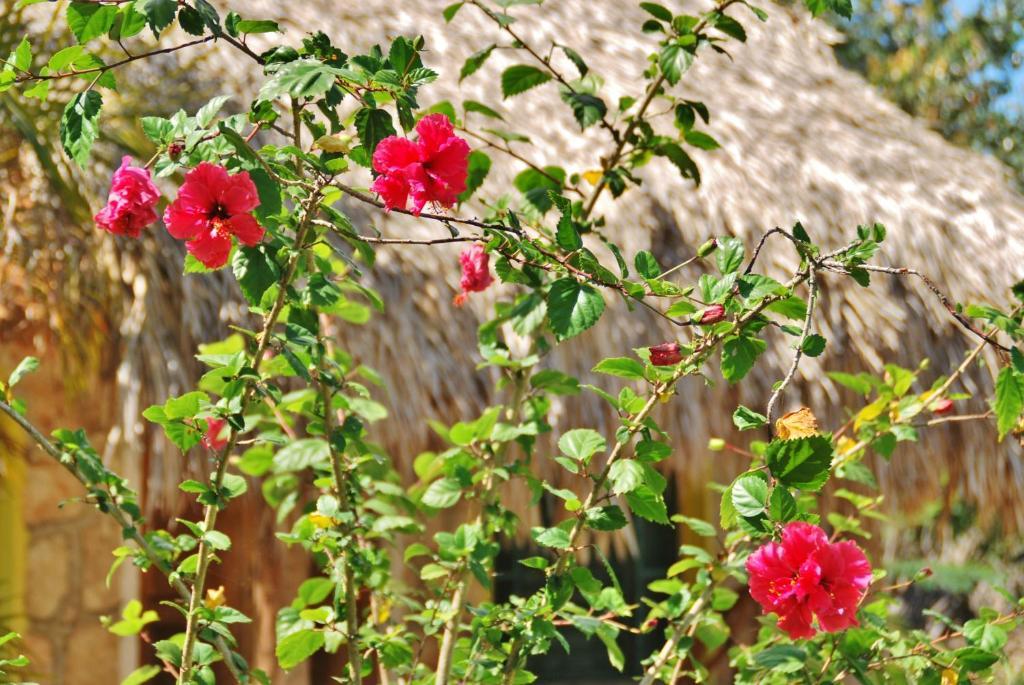בקאלאר Villas Ecotucan מראה חיצוני תמונה